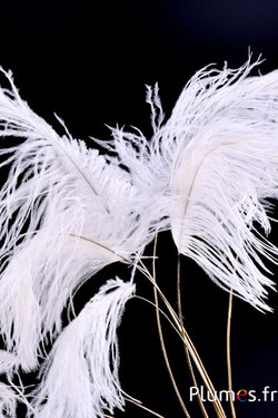 Panicule struisvogel gouden schacht - 30-40 cm - wit